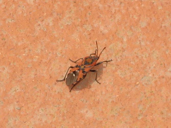 Spilostethus pandurus (Scopoli 1763) dell''Alta Murgia